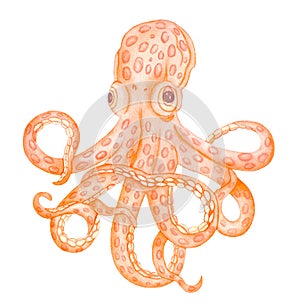 Watercolor Underwater creatures Orange Octopus, Hand drawn illustration