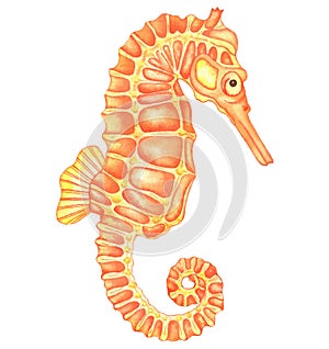 Watercolor Underwater creatures Orange Sea Horse, Hand drawn illustration