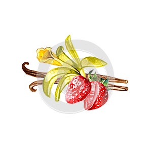 Watercolor vanilla pods, flower and strawberry. Hand draw vanilla illustration. Herbs object isolated on white