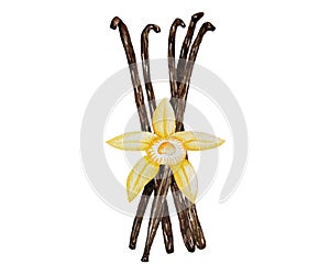 Watercolor vanilla. Vanilla pods and flowers, hand painted on paper, white background