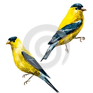 Watercolor vector american siskin bird