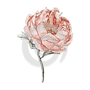 Watercolor Vector Beige and Pink Peony Flower isolated on white background. Elegant floral element. Hand drawn isolated