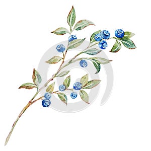 Watercolor vector blueberries