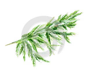 Watercolor Vector branch of a Christmas tree. Hand drawing texture with fir needle isolated on a white background.