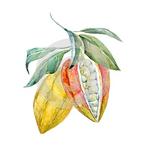 Watercolor vector cacao fruits photo