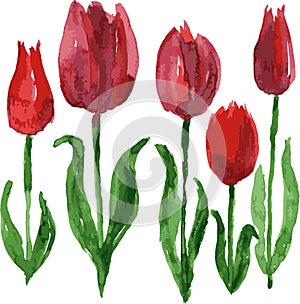 Watercolor vector drawing of blooming red tulips