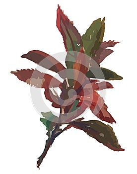 Watercolor vector drawing of plant branch with autumn colorful leaves