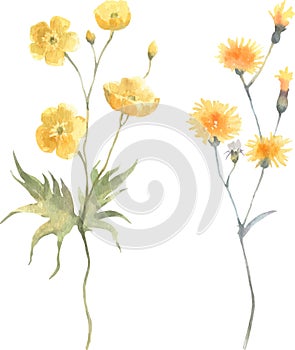 Watercolor vector floral yellow set wildflowers, delicate buttercup isolated on white background