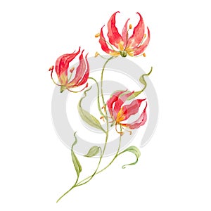 Watercolor vector gloriosa rothschildiana flower photo