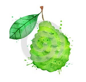 Watercolor vector illustration of bergamot fruit