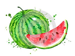 Watercolor vector illustration of watermelon