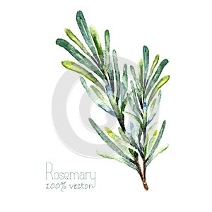 Watercolor vector rosemary