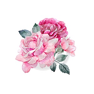 Watercolor vector roses composition