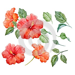 Watercolor vector tropical hibiscus flower