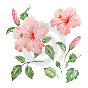 Watercolor vector tropical hibiscus flower