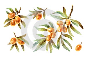 Watercolor vector twigs with sea buckthorn berries