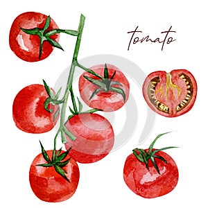 Watercolor vegeterian food. Hand painted vegetable tomato for design menu, veggie blog