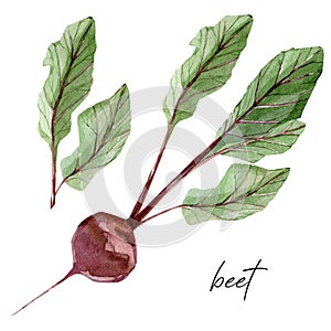 Watercolor vegeterian healthy food. Hand painted vegetable beet