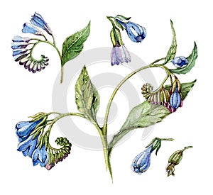 Watercolor vintage blue comfrey flower illustration set. Hand drawn symphytum, medical herb, flowers and leaves. Isolated on white