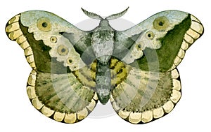 Watercolor vintage butterfly moth drawing. Green hand drawn insect.