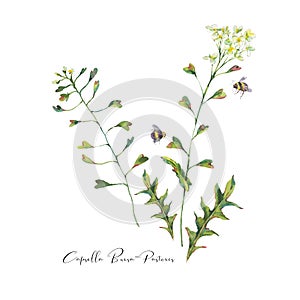 Watercolor vintage Capsella Bursa-Pastoris Meadow Flowers Greeting Card