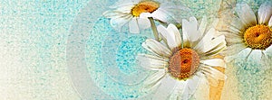 Watercolor vintage daisies background on old paper - Facebook cover