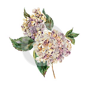 Watercolor Vintage Floral Greeting Card with Blooming White Hydrangea, Watercolor botanical natural hydrangea Illustration