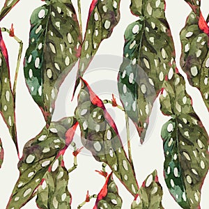 Watercolor vintage floral tropical seamless pattern, exotic begonia maculata