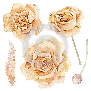 Watercolor vintage flowers rose. Boho dasty floral. Botanical illustration for wedding invintation