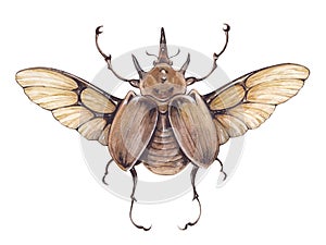 Watercolor vintage illustration with flying rhinoceros beetle, Dynastinae isolated on white background.