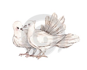 Watercolor vintage illustrations with a pair of white carrier pigeons in love. Isolated on white background.
