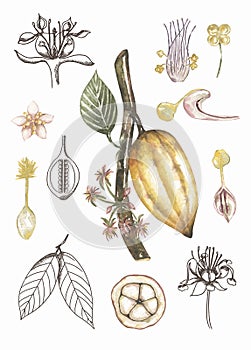 Watercolor vintage life cycle poster with cacao pod and leaves.