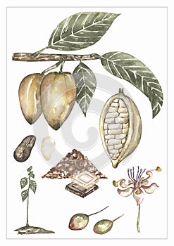 Watercolor vintage life cycle poster with cacao pod and leaves. Old style poster illustration with cocoa branch, beans and leafs