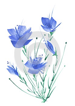 Watercolor vintage picture, botanical pattern, blue poppy, knapweed, rose, lily, wild flowers, grass, plants, leaves.