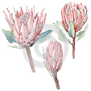 Watercolor vintage protea flowers set