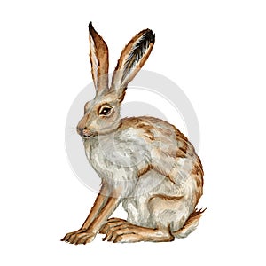 Watercolor vintage rabbit clipart Illustration
