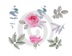 Watercolor vintage rose flowers and leaves