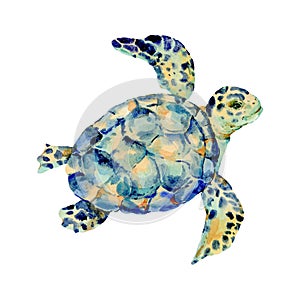 Watercolor vintage sea turtle natural greeting card photo