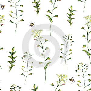 Watercolor vintage seamless pattern of Capsella Bursa-Pastoris Meadow Flowers