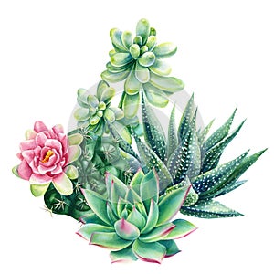 Watercolor vintage succulents bouquet, haworthia, echeveria, cactus, botanical painting, card with green plants