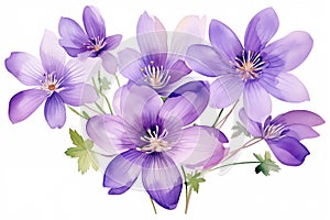 watercolor violet flowers isolated on white