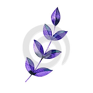 Watercolor violet foliage isolated on white background