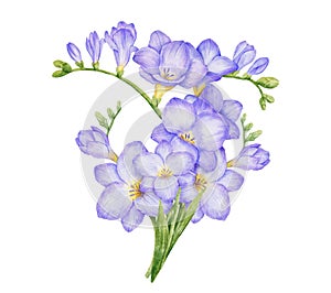 Watercolor violet freesia bouquet. Hand drawn color isolated illustration.