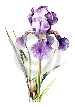 Watercolor violet iris flower.