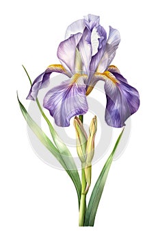 Watercolor violet iris flower.