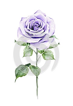 Watercolor violet rose