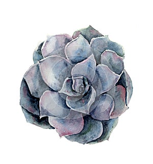 Watercolor violet succulent flower. Hand painted floral illustration isolated on white background. Botanical illustration for desi