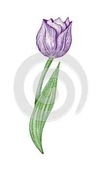 Watercolor violet tulip flowet illustration