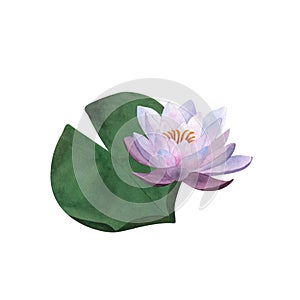 Watercolor violet waterlily and leaf for postcards, spa and yoga logos For Women's day 2024, birthday Floral