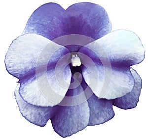 Watercolor violets flower purple. Flower isolated on a white background. No shadows with clipping path. Close-up.